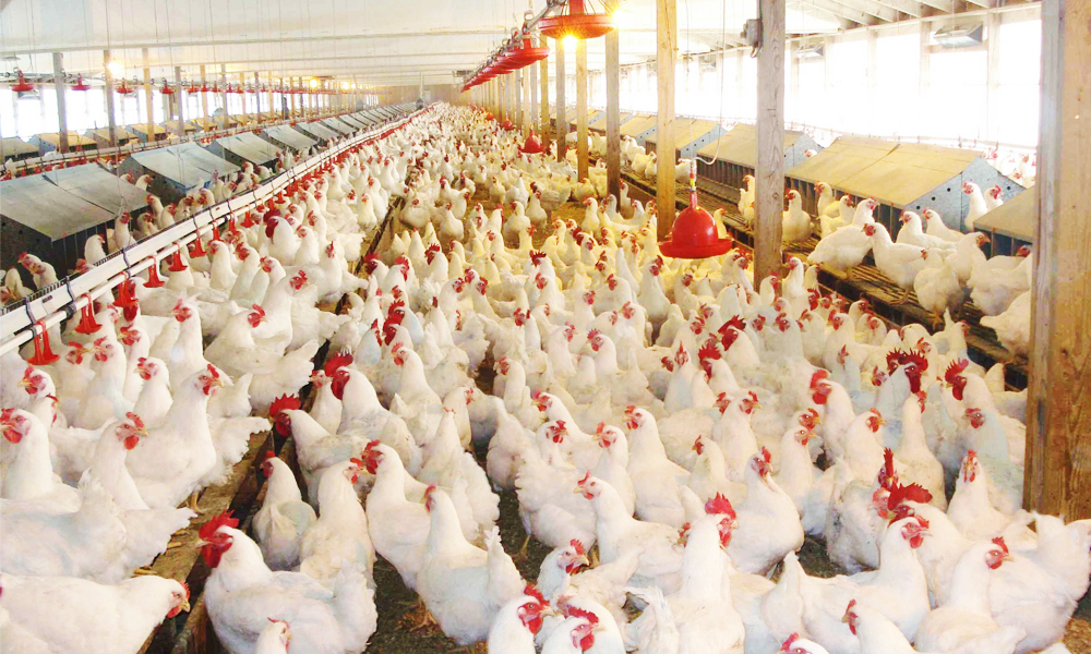 chicken-farming