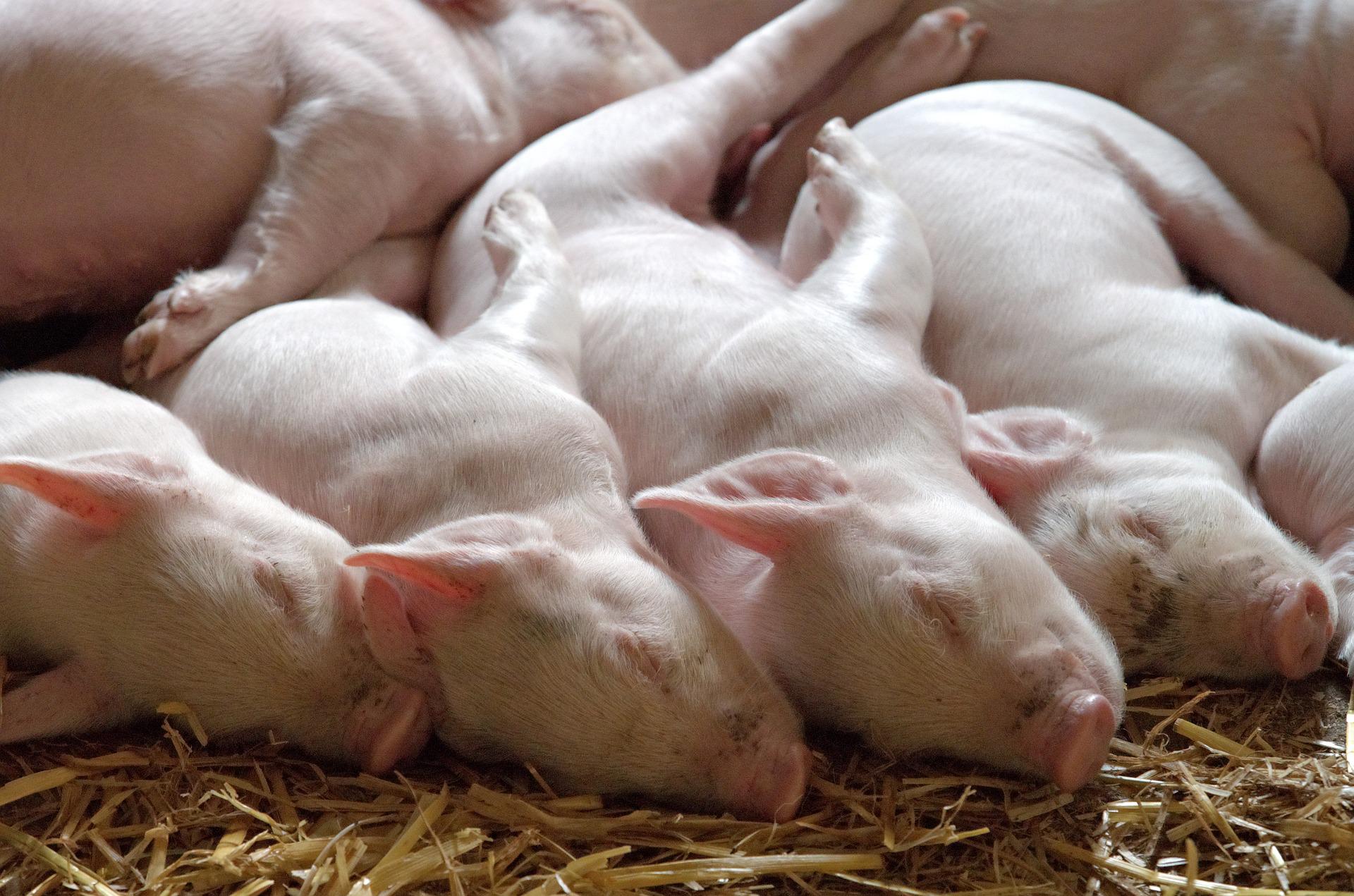 piglet-ge3e5306f5_1920