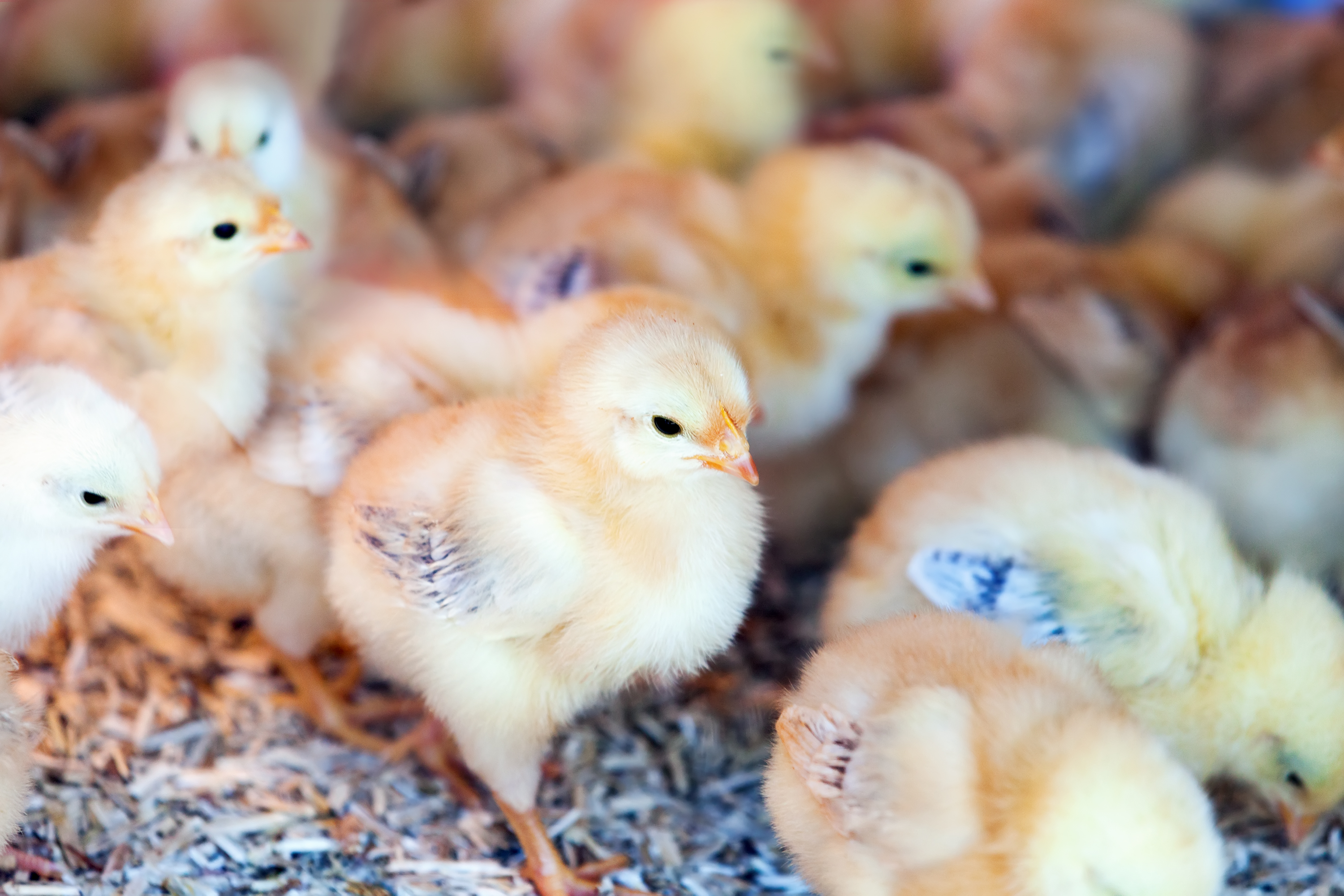 little chicks at farm
