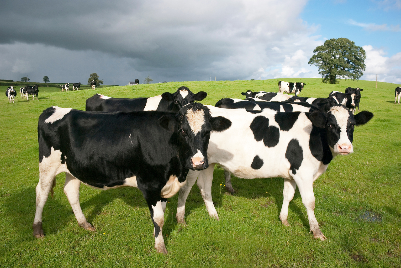 COW