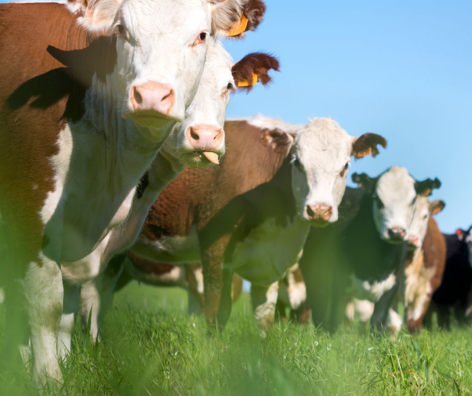Cow