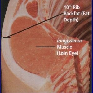 Pork Grading Pork Evaluation